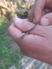 Aparallactus capensis