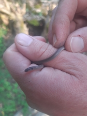 Aparallactus capensis