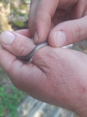 Aparallactus capensis