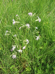 Dianthus superbus stenocalyx