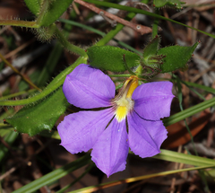 Scaevola calliptera