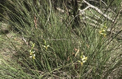 Diuris sulphurea