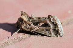 Thysanoplusia daubei