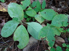 Lonicera hirsuta