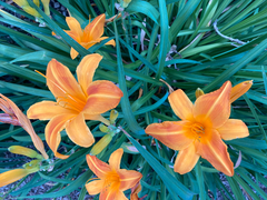 Hemerocallis