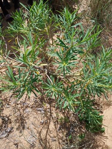 Euphorbia sepium