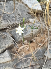 Lapiedra martinezii