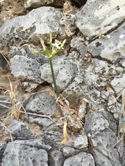 Lapiedra martinezii