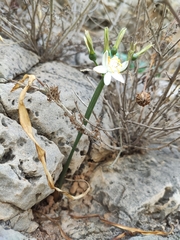 Lapiedra martinezii