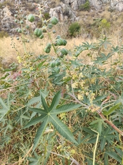 Ricinus communis