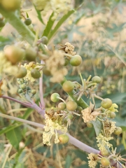 Ricinus communis