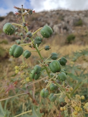 Ricinus communis