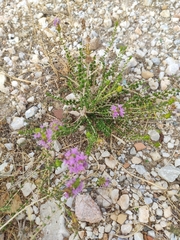 Thymbra capitata