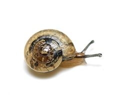 Nitor pudibundus