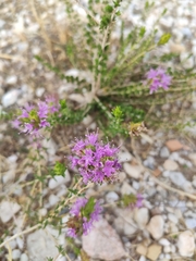 Thymbra capitata