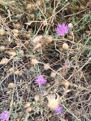 Centaurea valentina