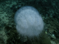 Rhopilema nomadica