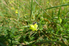 Anthidium punctatum