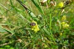 Anthidium punctatum