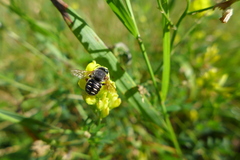 Anthidium punctatum