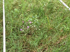 Cyanthillium cinereum