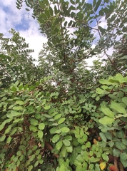 Ceratonia siliqua