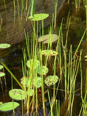 Eleocharis robbinsii