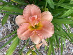 Hemerocallis