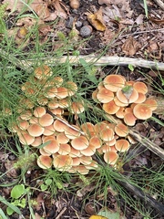 Hypholoma
