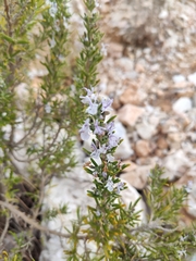 Salvia rosmarinus