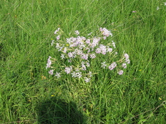 Dianthus superbus stenocalyx
