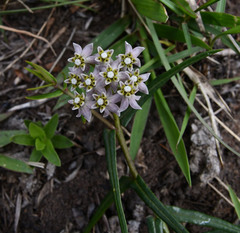 Asclepias flexuosa