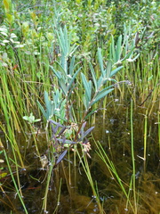 Andromeda polifolia glaucophylla