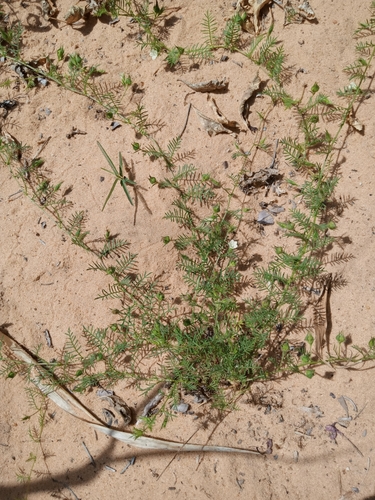 Featherleaf Merremia