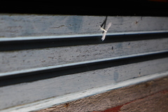 Pterophorus pentadactyla