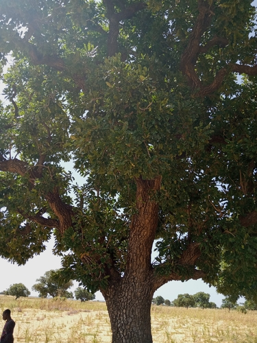 Shea Tree