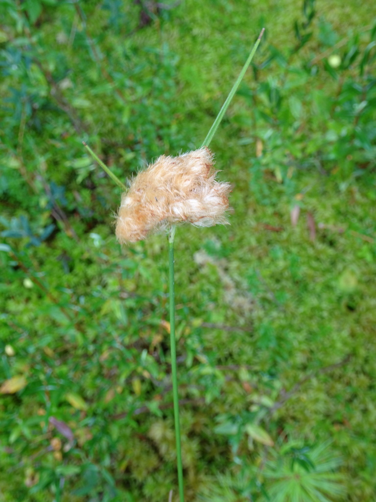tawny cottongrass