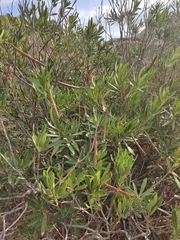 Nerium oleander