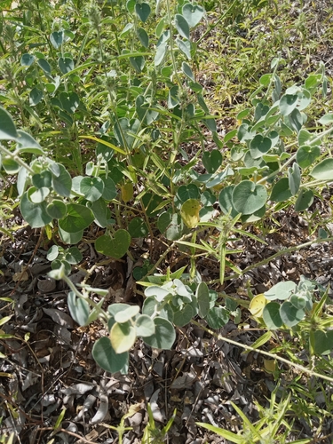 Pergularia tomentosa