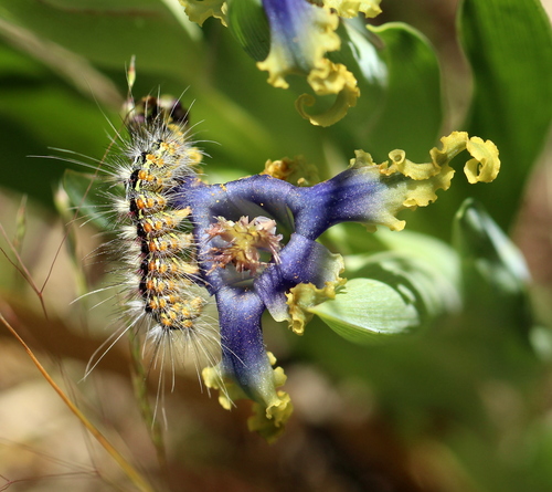 Ferraria uncinata