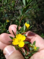 Hibbertia nitida