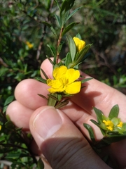 Hibbertia nitida