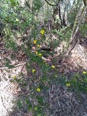 Hibbertia nitida