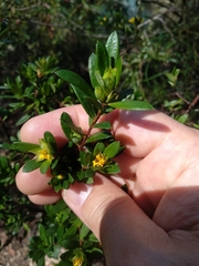 Hibbertia nitida