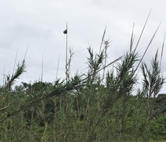 Arundo donax versicolor