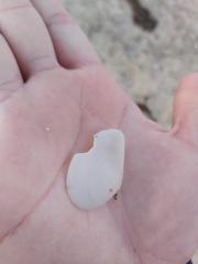 Macomona deltoidalis