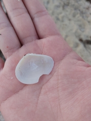 Macomona deltoidalis