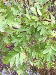 Crataegus