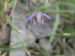 Dianella caerulea caerulea