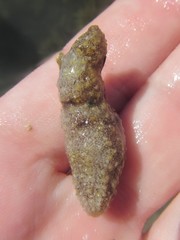 Holothuria lineata